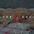 데이터 부족한 사람을 위한 캣티의 말씀! 귀여운 고양이 배경화면까지!