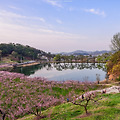 경산 반곡지 녹색명소 복사꽃 니콘 D810 니코르 2470vr