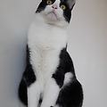 멋쟁이 고양이