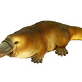 오리너구리 Platypus