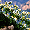 설악산 봄철 산불방지 입산통제(2017년 3월 2일~5월 15일)