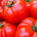 토마토 효능 붉은 색소성분