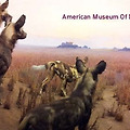 [미국여행] 뉴욕 - 자연사 박물관 (American Museum Of Natural History)