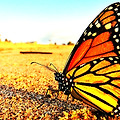 모나코 왕나비 Monarch Butterfly