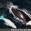 동영상으로 보는 희귀 흰혹등고래 포착