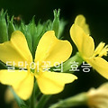 달맞이꽃, 달맞이꽃의 효능에 대해 알아보자