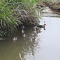 논두렁 옆의 농수로에서 수영을하는 오리가족