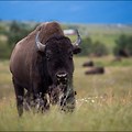 미국 서부여행 몬타나 #050 - 내셔널 바이슨 레인지(National BIson Range)