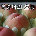 복숭아의 효능, 특히 담배 많이 피우시는 분들 주목~!!