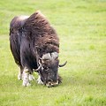 [알래스카 #04] 사향소 농장(Must OX Farm)