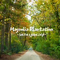 영화 노트북 촬영지, 찰스턴 여행기 - 매그놀리아 플랜테이션(Magnolia Plantation)