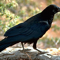 레이븐코인(Ravencoin) 미래 가격 계산