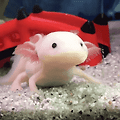 우파루파 반응속도