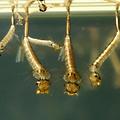 모기의 일생 Mosquito life cycle