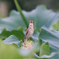 대구 반야월 연꽃단지 개개비 연터널 니콘 D810 니코르 200500vr