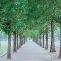경산 영남대학교 캠퍼스 메타세콰이어 나무길 니콘 D810 니코르 85.8g