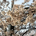 2019 서울 벚꽃축제
