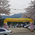 설악벚꽃축제 상도문에서 진행 된 축제풍경과 후기