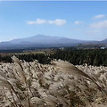 [영상]제주도 산굼부리 억새 2
