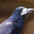 비트코인 역사로 살펴본 레이븐코인(Ravencoin) 가치