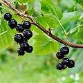 블랙커런트(BLACK CURRANT)의 효능과 부작용, 섭취시 주의할 점은?