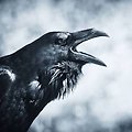 크립토글로브(CRYPTOGLOBE) 레이븐코인(RavenCoin) 가격 분석