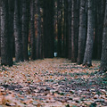 경주 도리마을 은행나무숲 필름느낌 보정 후지 후지필름 X-T20 XF50mmF2