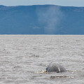 캐나다 여행 #10 - 베생캐서린 고래관찰 크루즈 - 조디악 투어