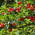 야셍 체리 (Wild Cherry) 효능 및 부작용, 올바른 섭취 방법