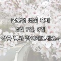 인천 부평 갈산2동 굴포천 벚꽃 축제