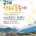 전남 구례군에서 4년만에 산수유 꽃축제 개최