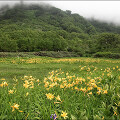 일본의 고산에서 원추리를 만나다 - 츠가이케 고원 국립공원