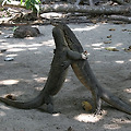 코타키나발루 #2 - 1일차 사피섬 투어와 도마뱀