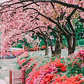 대구 월곡역사공원 왕벚꽃 시즌 필름사진 니콘 FM2 후지칼라 C200