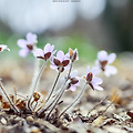 대구 수목원 봄꽃 야생화 스냅사진 니콘 D7000 D810 니코르 200500vr 시그마 아트 35mm