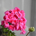 제라륨 꽃과 사랑초 꽃