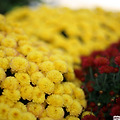 롯데 백화점 옥상에서 가을 꽃사진 찍기 , eos 6D + 50.8mm STM