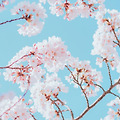 대구 꽃보라동산 벚꽃 스냅사진 니콘 D810 니코르 85.8g