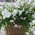 봄 분위기가 느껴지는 하얀색 꽃 화분 구입
