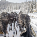 캐나다 겨울여행 - 레이크루이스의 특별한 액티비티, 말썰매(Horse Sleigh)