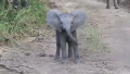 아기 코끼리의 귀여운 견제