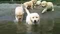 7주 된 골든 리트리버 강아지들의 수영