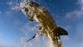 바닷속 무법자 백상아리의 사냥