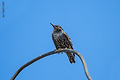 사랑꾼, 흰점찌르레기 Common Starling