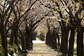 벚꽃길 (시흥갯골생태공원. 2023.04.12.수)