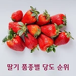 딸기 품종별 당도 순위와 16종 특징 비교