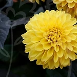 프로필 로고