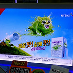 귀여운 레종 아이스팟 고양이