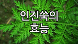 인진쑥 효능 부작용 알아보아요. 차 조청 인진쑥환
