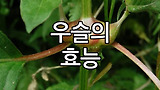 우슬뿌리 효능 부작용 알아보기. 쇠무릎, 우슬차